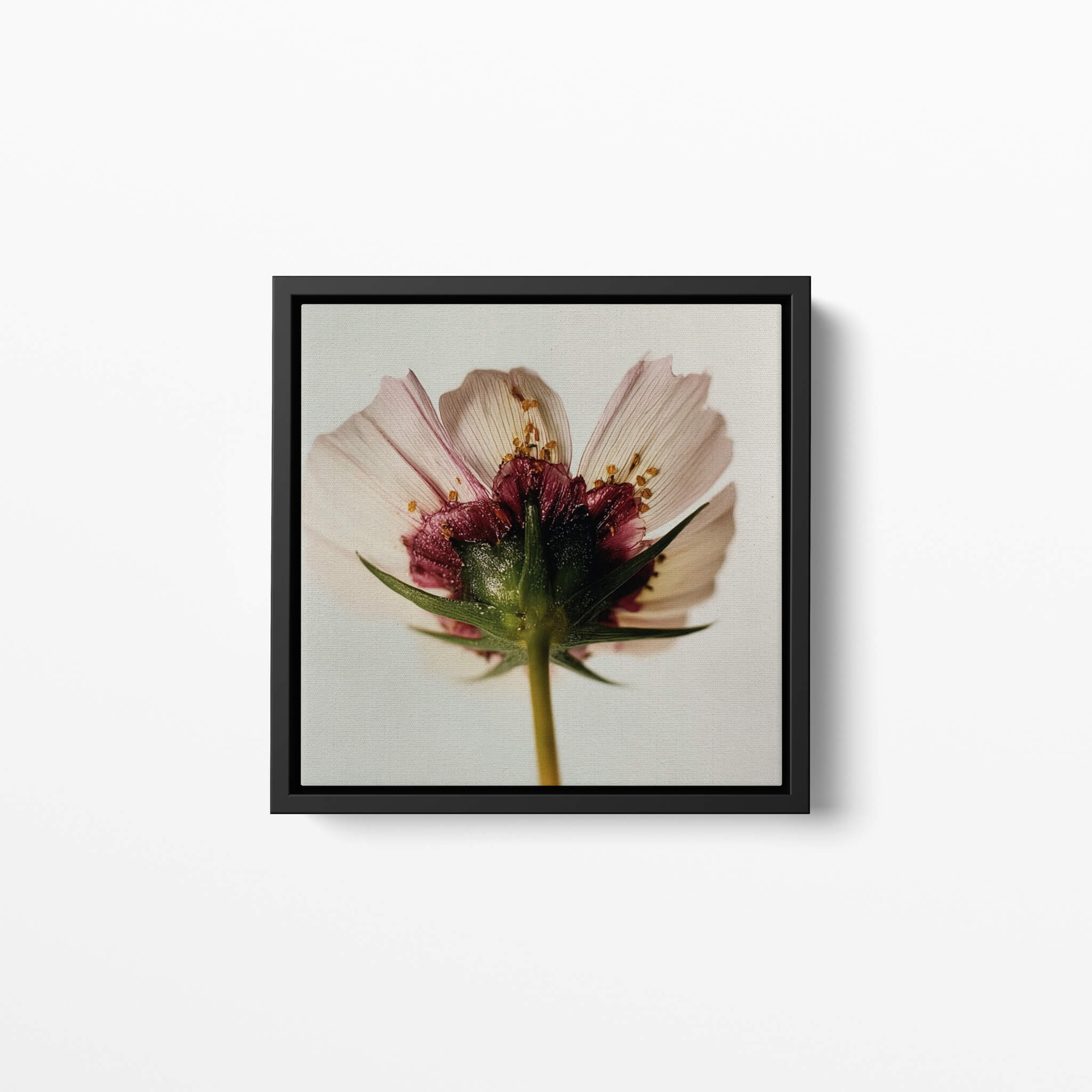 Framed photograph of a flower on a white wall